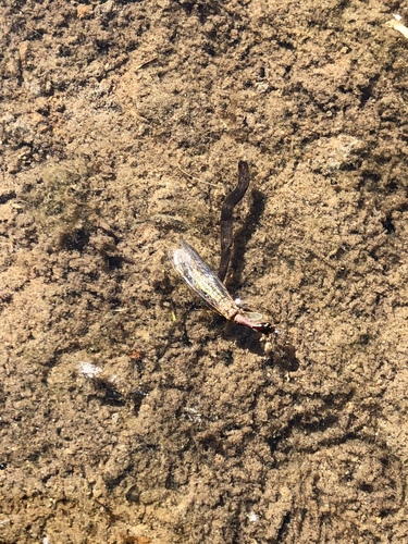 iNaturalist observation photo of Snakeflies