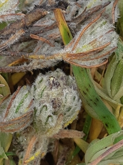 Diplostephium ericoides