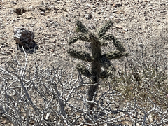 Cylindropuntia cholla