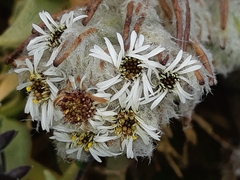 Diplostephium ericoides