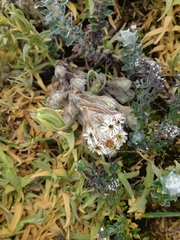 Diplostephium ericoides