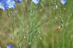 Linum perenne