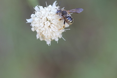 Trachusa