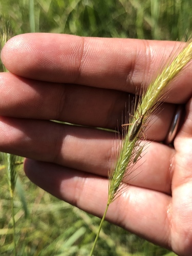 iNaturalist observation photo of True Bugs