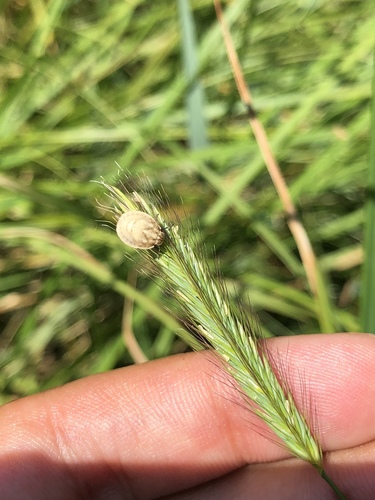 iNaturalist observation photo of Stink Bugs, Shield Bugs, and Allies