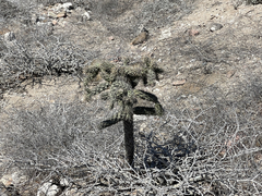 Cylindropuntia cholla