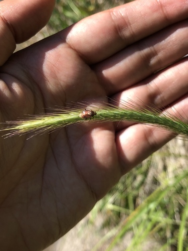 iNaturalist observation photo of Lygus Bugs
