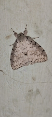 Lymantria ganara