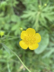 Ranunculus