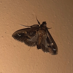 Diaphania costaricalis