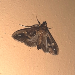 Diaphania costaricalis