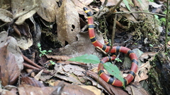 Pliocercus elapoides