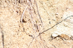 Ophisops elegans macrodactylus