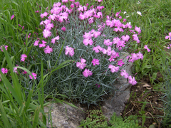 Dianthus plumarius