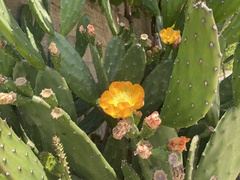 Opuntia bonaerensis
