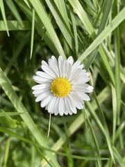 Bellis perennis
