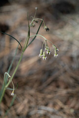 Asclepias quinquedentata