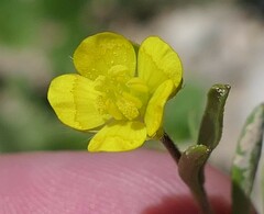 Ranunculus arvensis