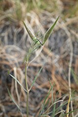 Asclepias quinquedentata