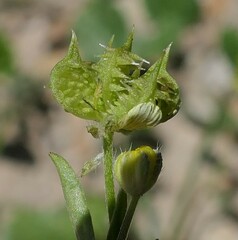 Ranunculus arvensis