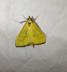 Mecyna flavalis