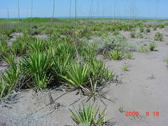Agave datylio