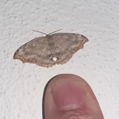 Coelurotricha curvilinea