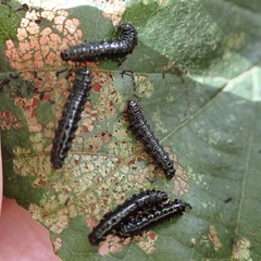 Agelastica alni