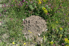 Nannospalax xanthodon