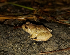 Minervarya andamanensis