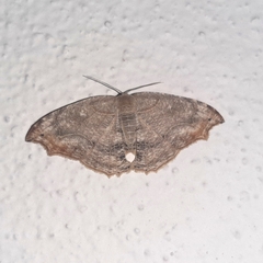 Coelurotricha curvilinea