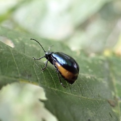 Agelastica alni