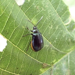Agelastica alni