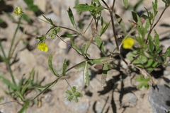 Ranunculus arvensis
