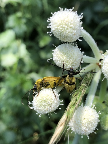 iNaturalist observation photo of Yellow Velvet Beetle