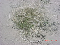 Aristida californica