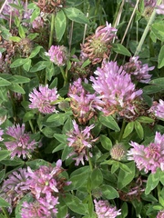 Trifolium pratense