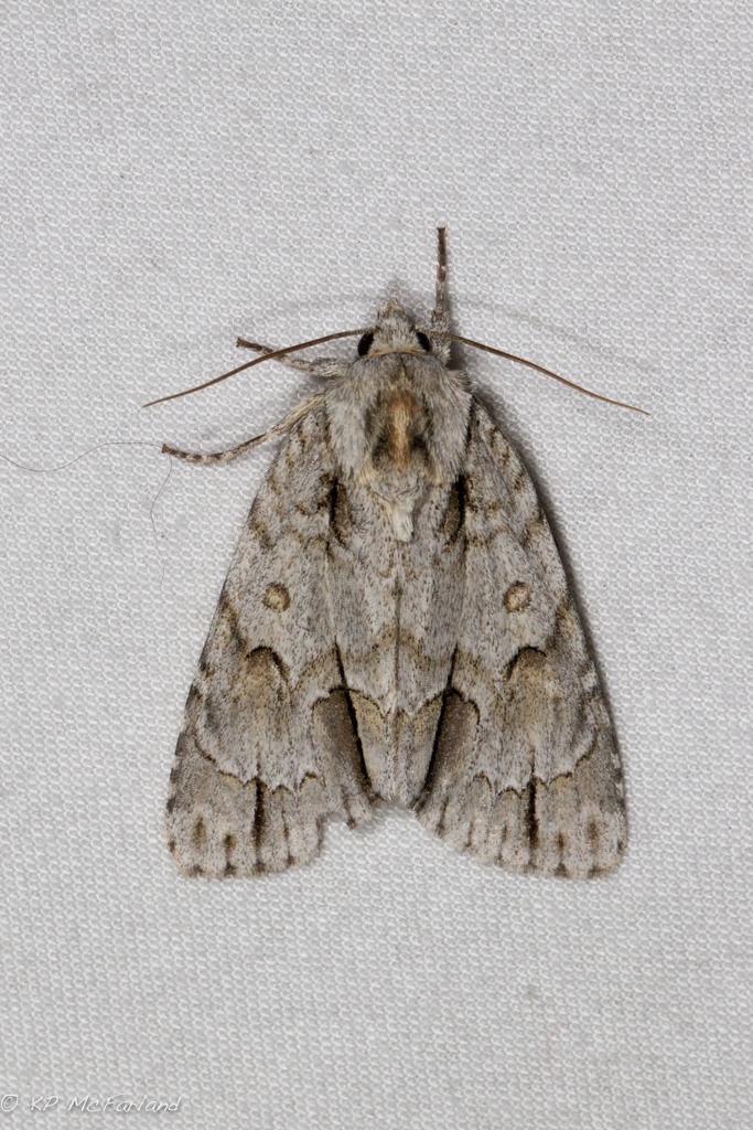 Dagger Moths