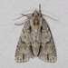 Dagger Moths - Photo no rights reserved, uploaded by Kent McFarland