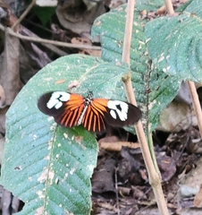 Heliconius erato amazona