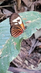 Heliconius erato amazona