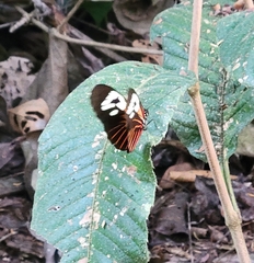 Heliconius erato amazona
