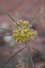 Asclepias rusbyi