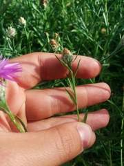 Centaurea