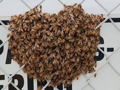 Western Honey Bee