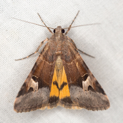 Drasteria perplexa