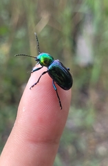 Chrysochares asiaticus