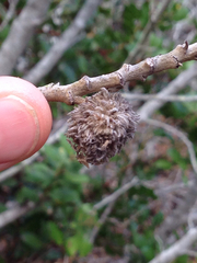 Asphondylia ceanothi