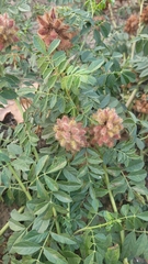Glycyrrhiza echinata