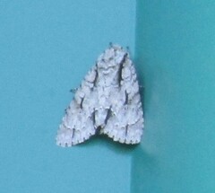 Acronicta laetifica